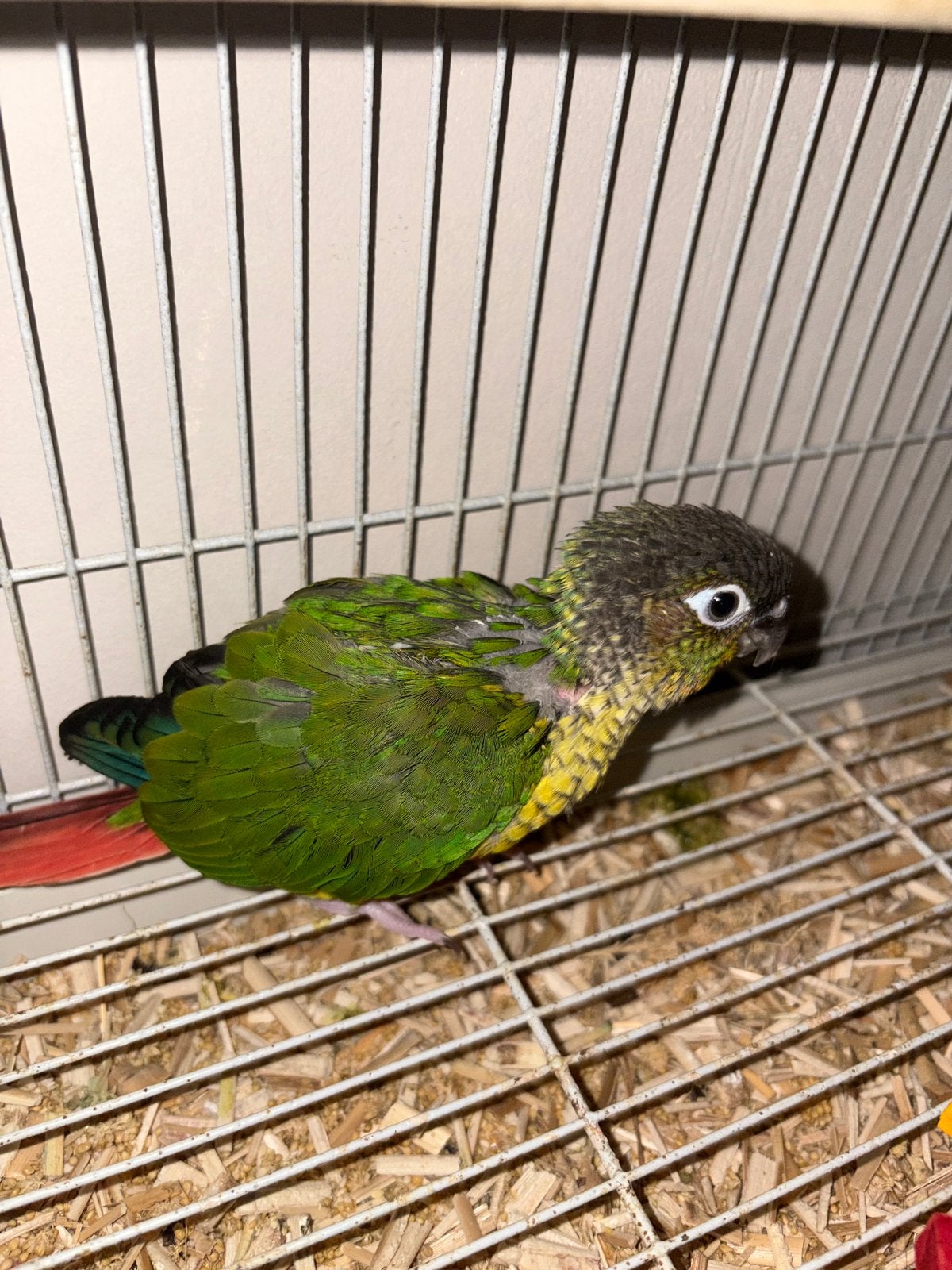 Jeune conure molinae, Animaux & Accessoires, Oiseaux | Perruches & Perroquets