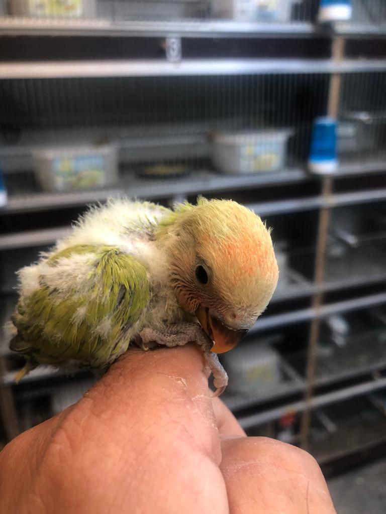 Groen cinnamon dwergpapegaai