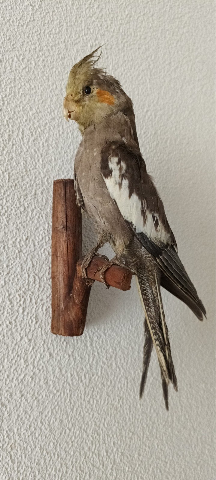 opgezet taxidermie vogel valkparkiet, Ophalen of Verzenden, Vogel