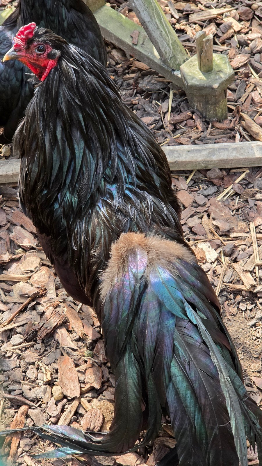 Sumatra haan/hen – zeldzame kleuren beschikbaar– €150, Kip
