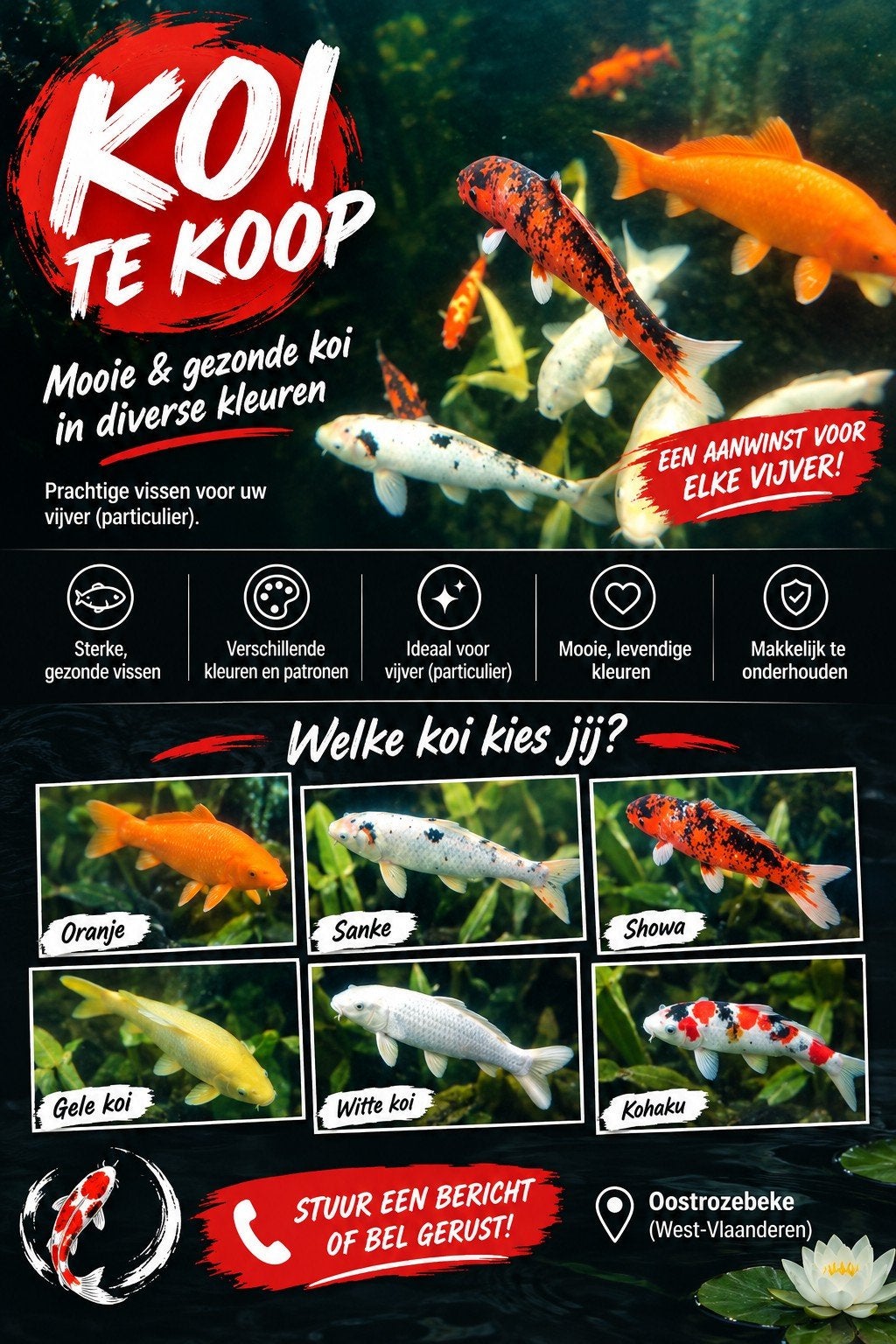 koi, Karper of Koi