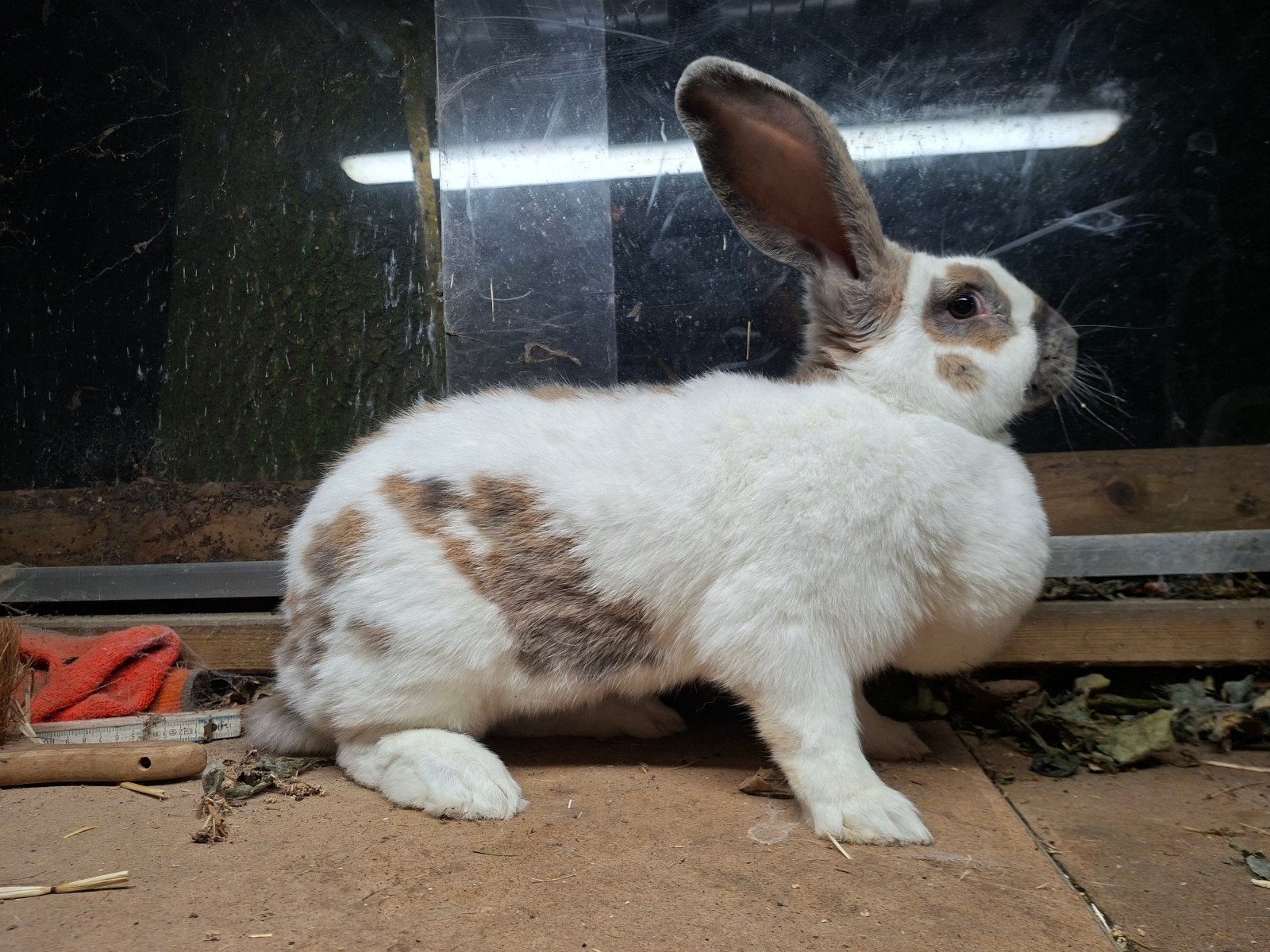 reuzevlinder driekleur voedster, Dieren en Toebehoren, Groot