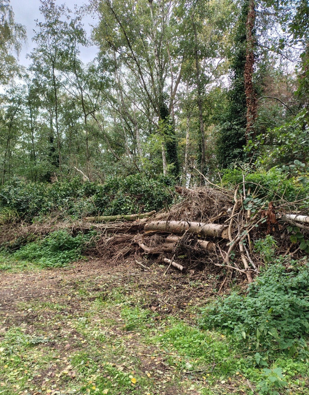 Brandhout langere en kortere lengtes op stam, Ophalen