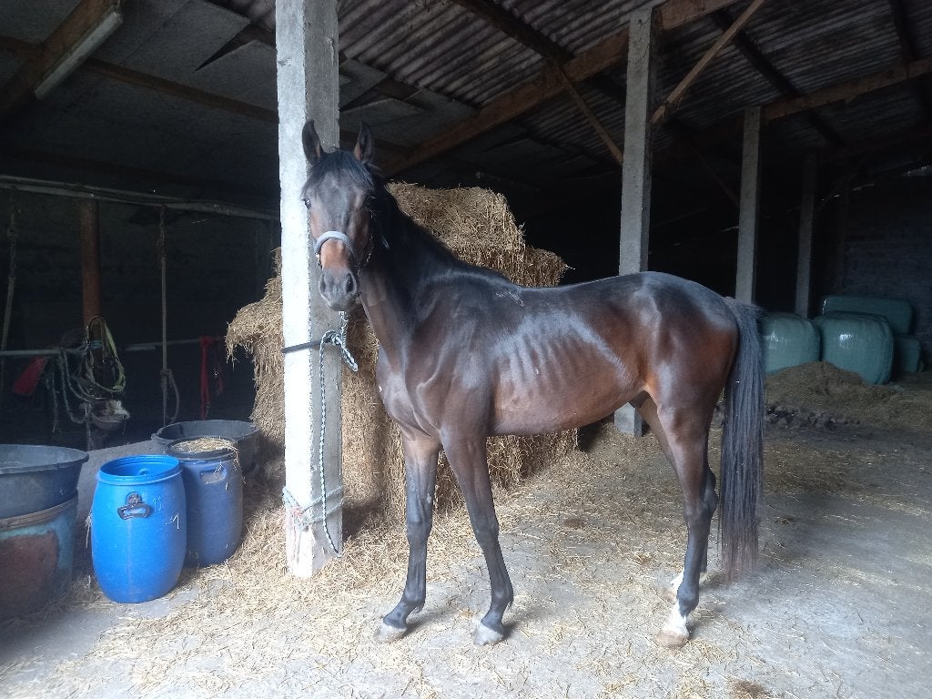 3 j zangersheide ruin 3750 euro, Dieren en Toebehoren, Paarden, Springpaard, Ruin, 3 tot 6 jaar, 160 tot 165 cm