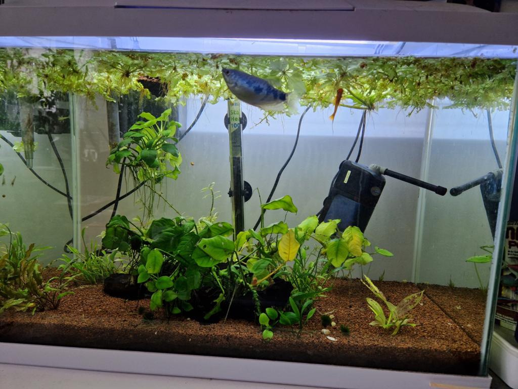 Aquarium met enkele visjes en garnalen, Enlèvement, Accessoires inclus, Superfish