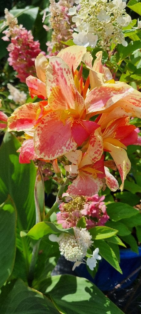 Canna Corona, Ophalen of Verzenden