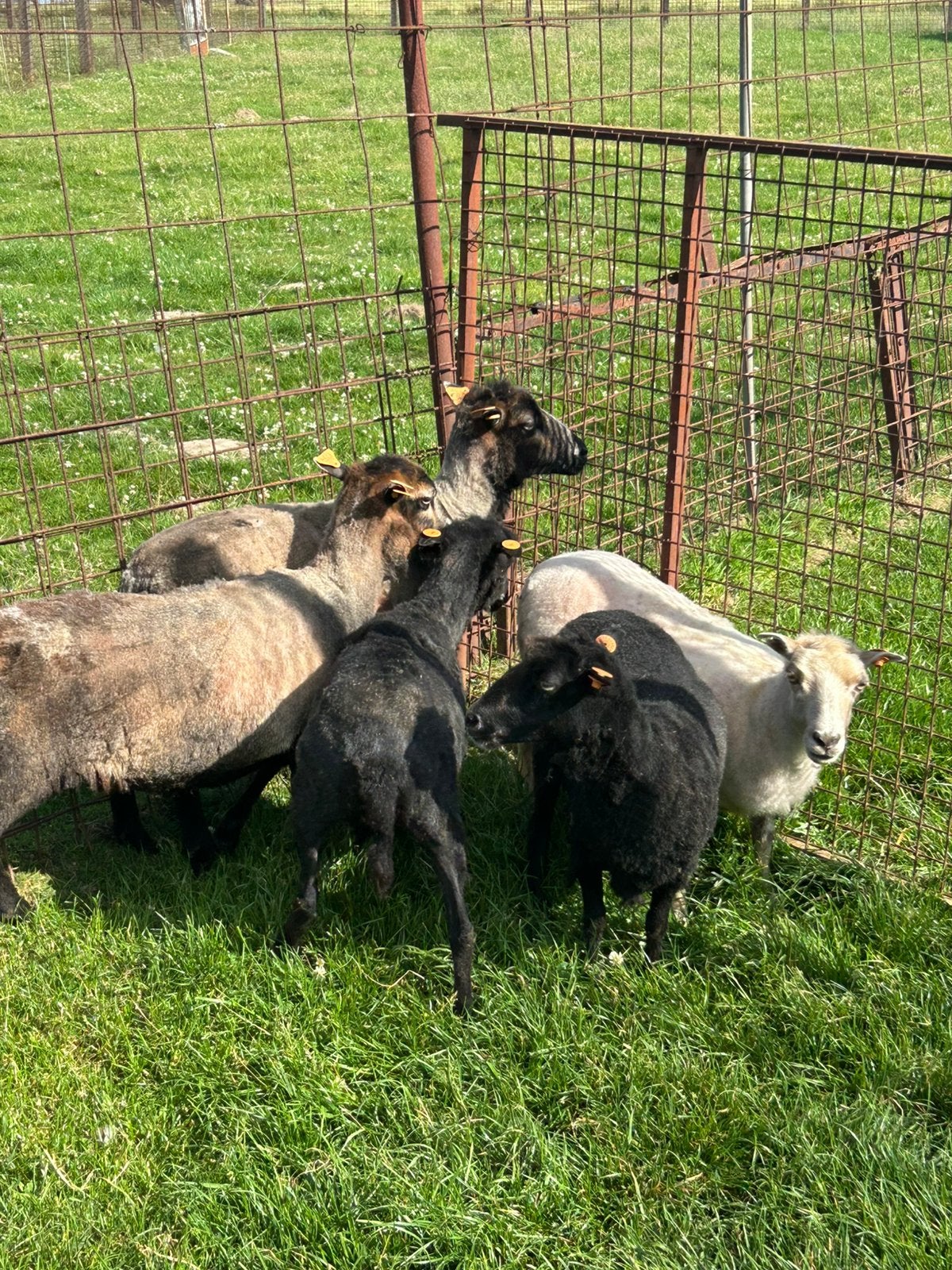 5 mooie dwerg schaapjes ooien, Vrouwelijk, Schaap