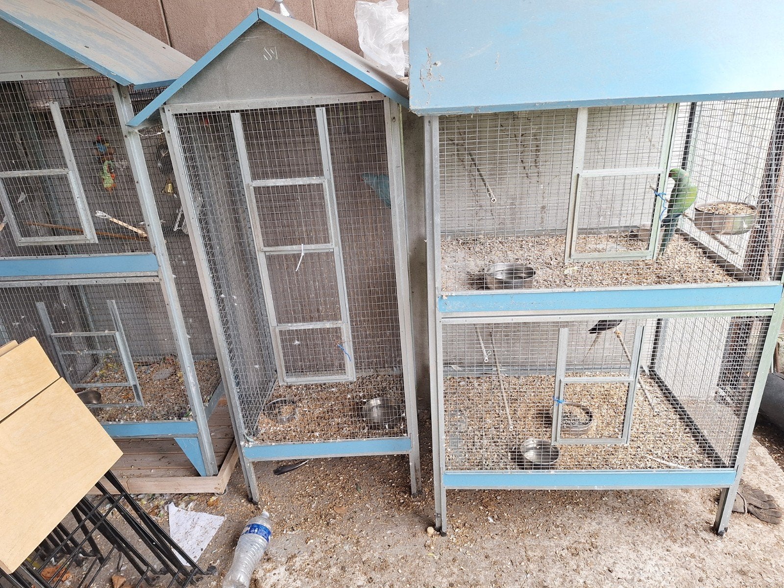 3 kooien met vogels, Enlèvement