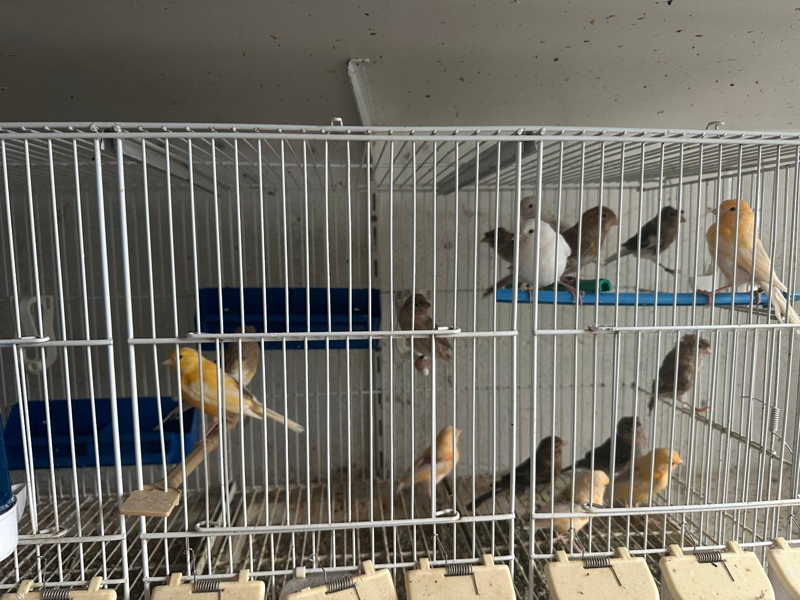 Canaris, Animaux & Accessoires