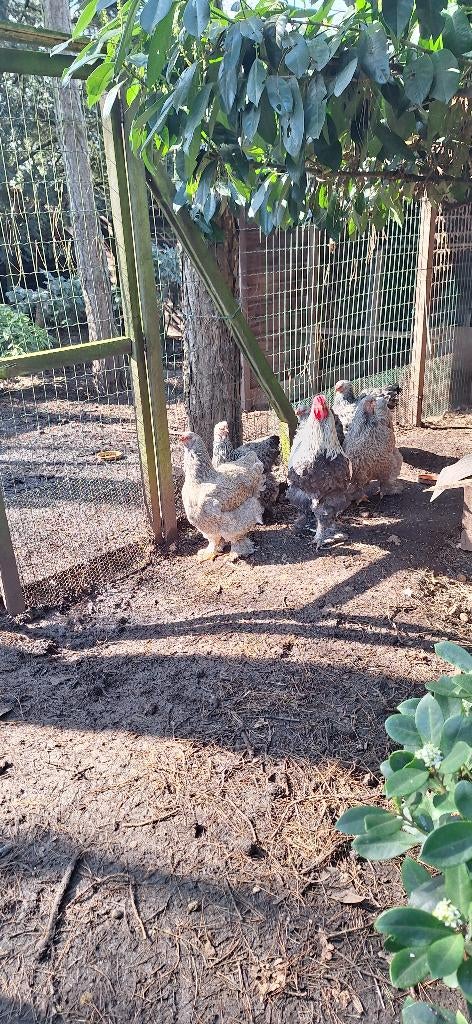 broedeieren brahma groothoenders