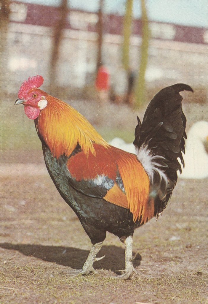 MOOIE  HAAN, Collections, Cartes postales | Animaux, Envoi, Non affranchie, Oiseaux