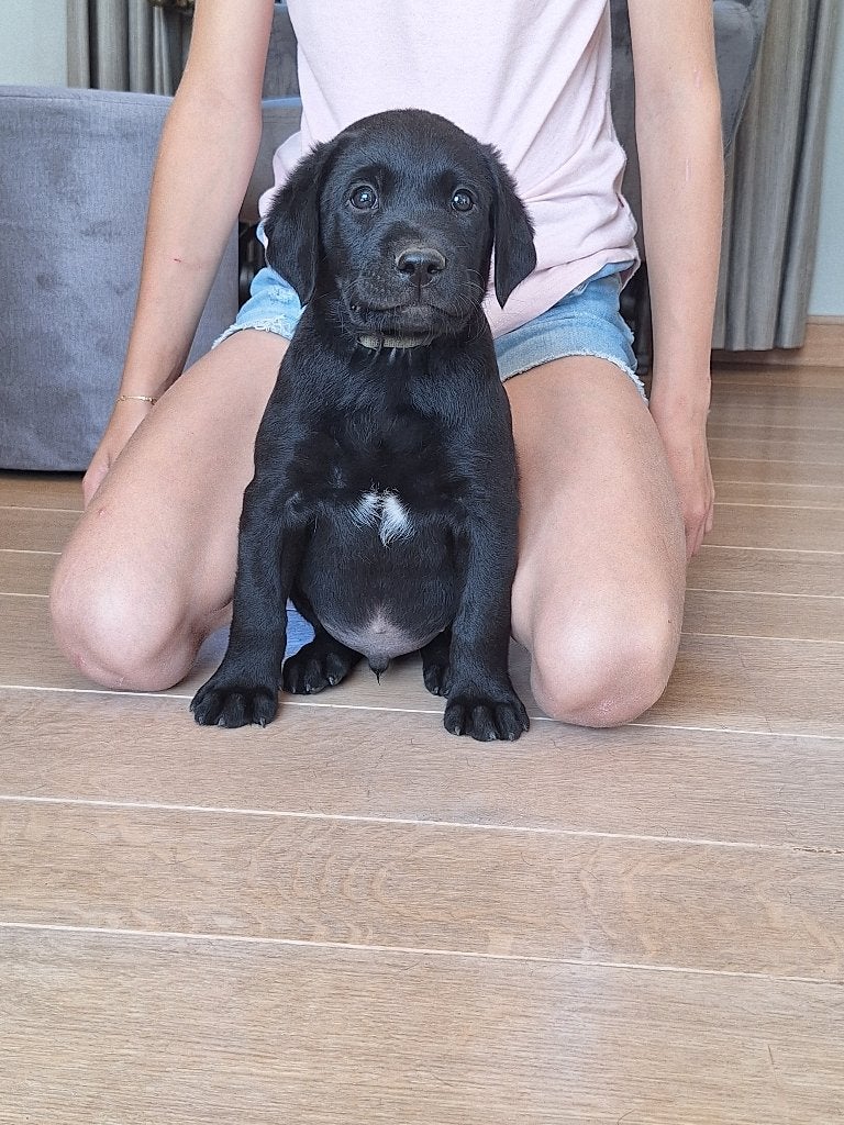 Labrador reutje met stamboom, Dieren en Toebehoren, Honden | Retrievers, Spaniëls en Waterhonden, België, Fokker | Hobbymatig