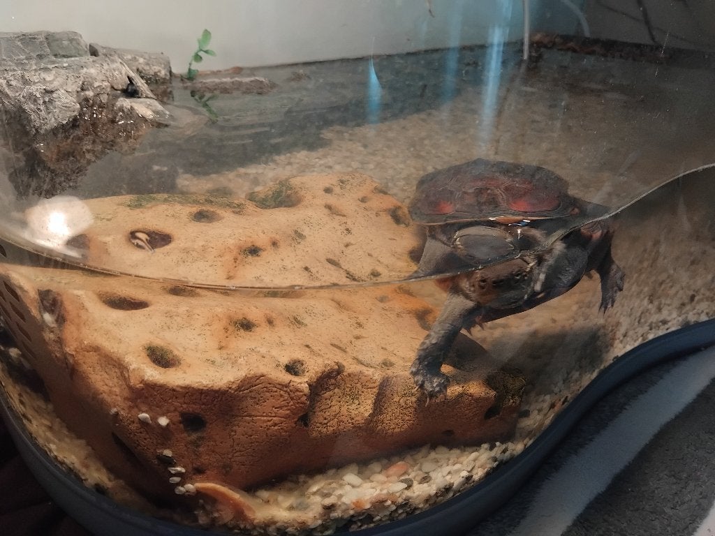 Waterschildpad met paludarium, Animaux & Accessoires, Tortue, Avec terrarium, 3 à 6 ans