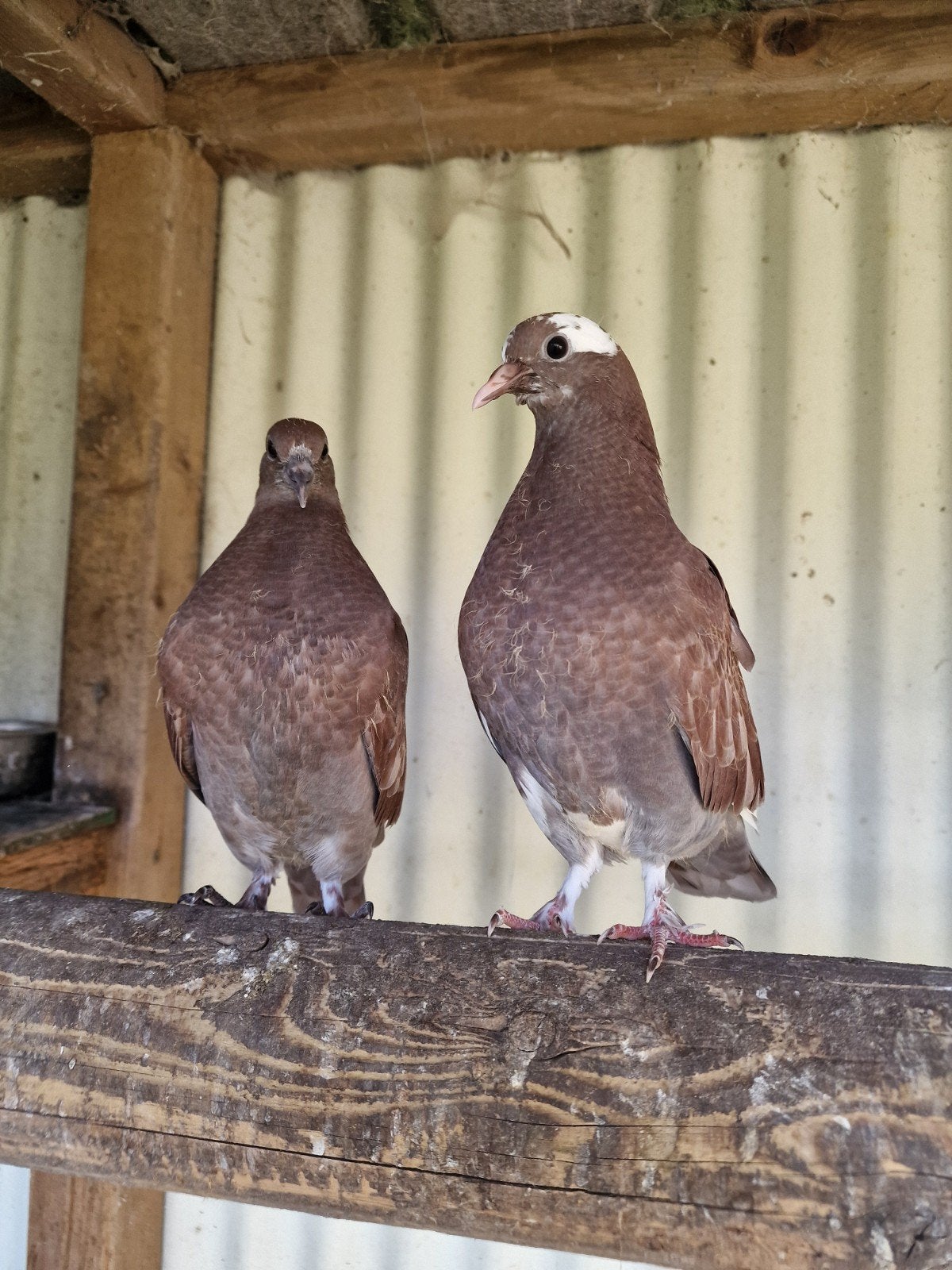 2 jonge duifjes, Dieren en Toebehoren