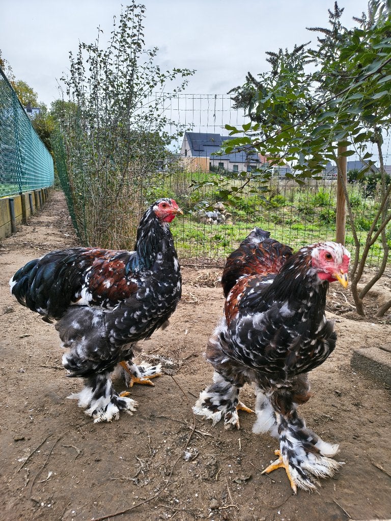 Brahma porselein hanen, Dieren en Toebehoren, Mannelijk, Kip