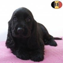 Chiots Cockers anglais à vendre — Des merveilles noires!, Animaux & Accessoires, Chiens | Retrievers, Épagneuls & Chiens d'eau