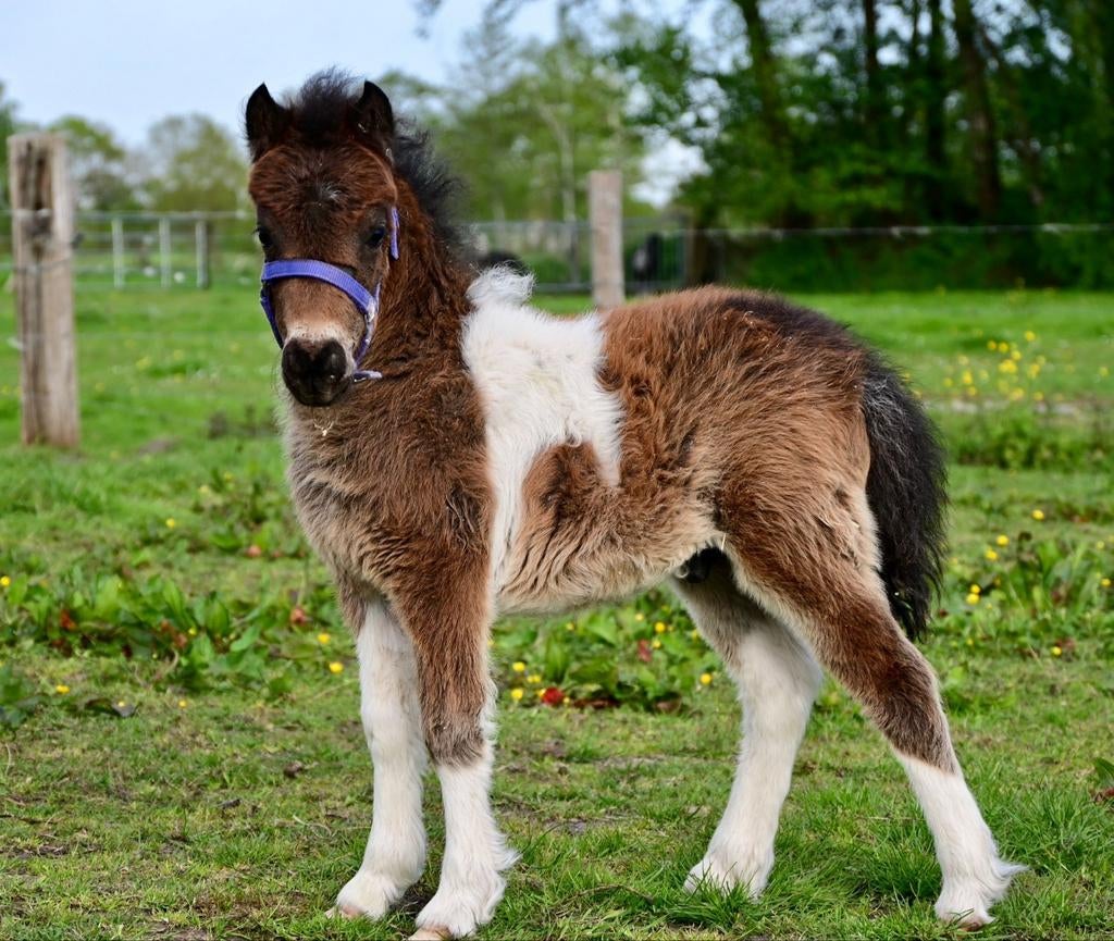 NMPRS hengstje is van10/3/2026