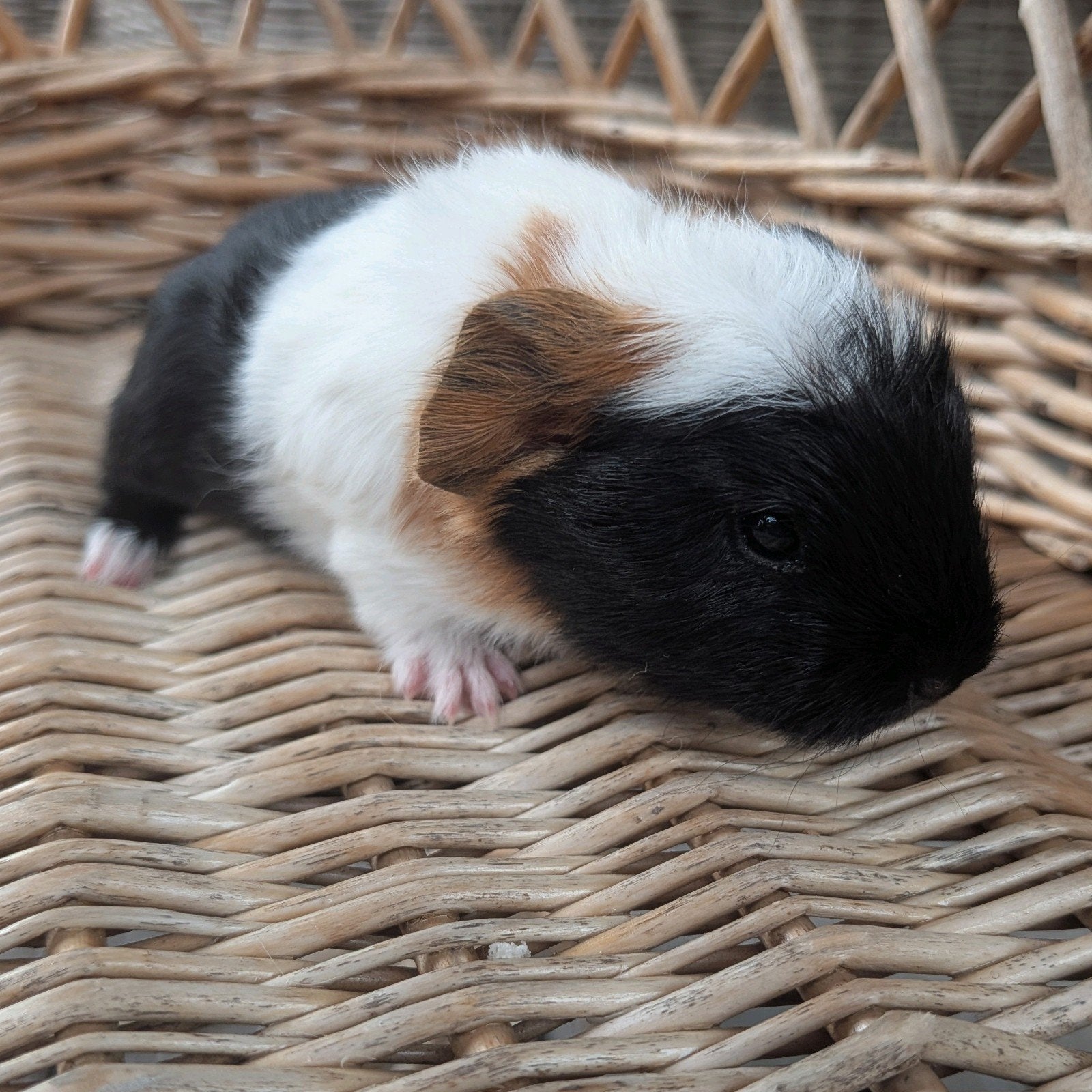 Zeugjes ch teddy baby cavia's, Animaux & Accessoires, Rongeurs, Femelle, Cobaye, Juillet, Domestique