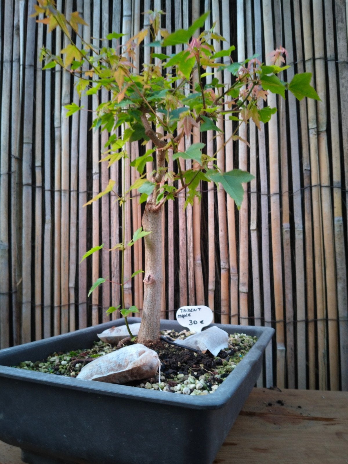 Acer buergerianum bonsai, Tuin en Terras, Ophalen