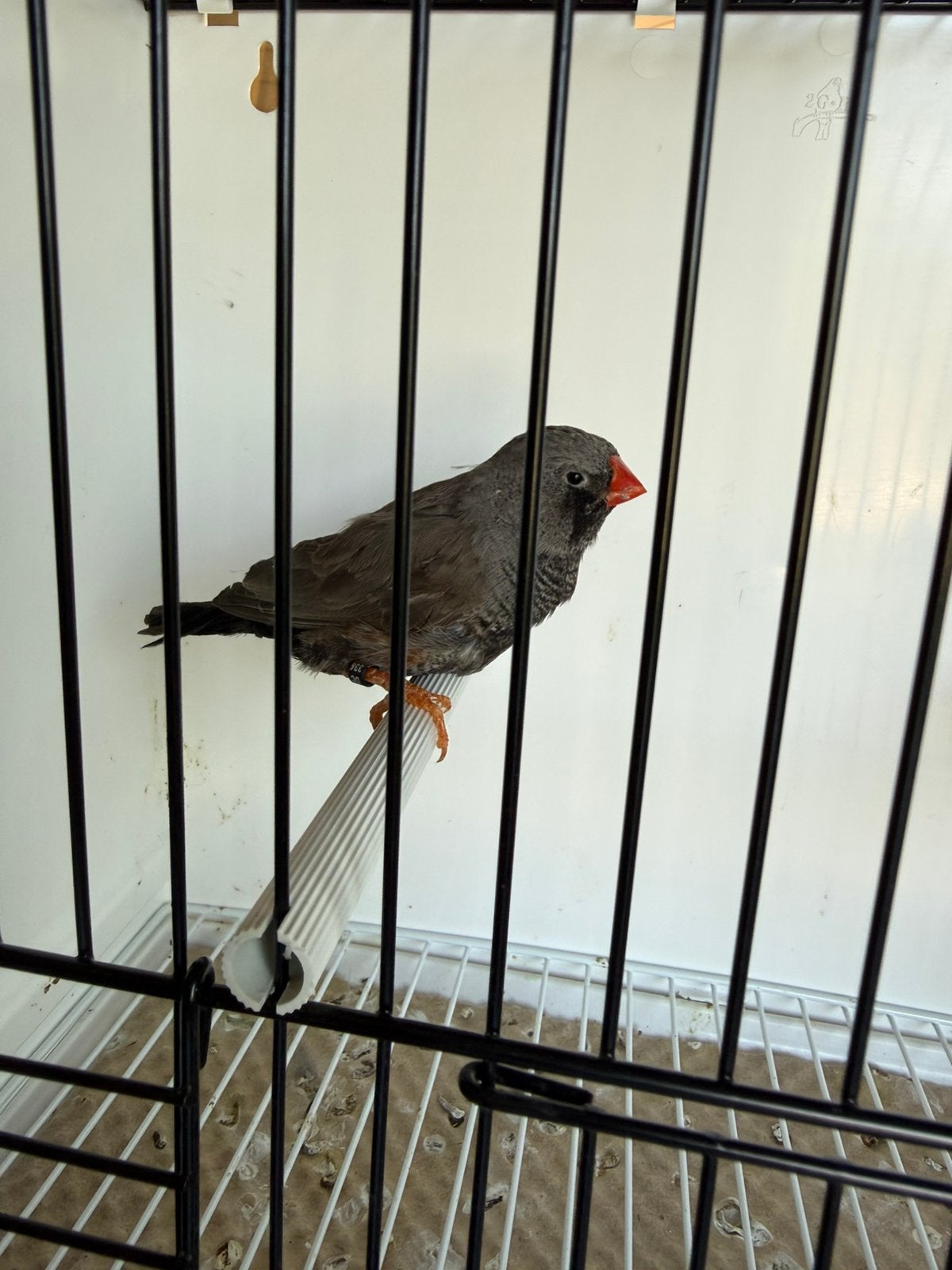 Koppel Charcoal grijs /zww x split Charcoal zww zebravinken, Dieren en Toebehoren, Vogels | Overige Vogels, Geringd