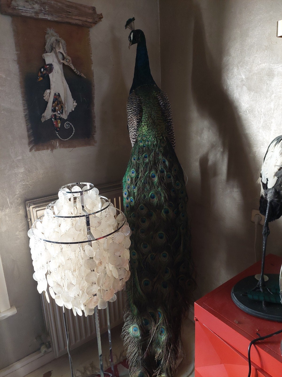taxidermie pauw volledige mound, Enlèvement ou Envoi
