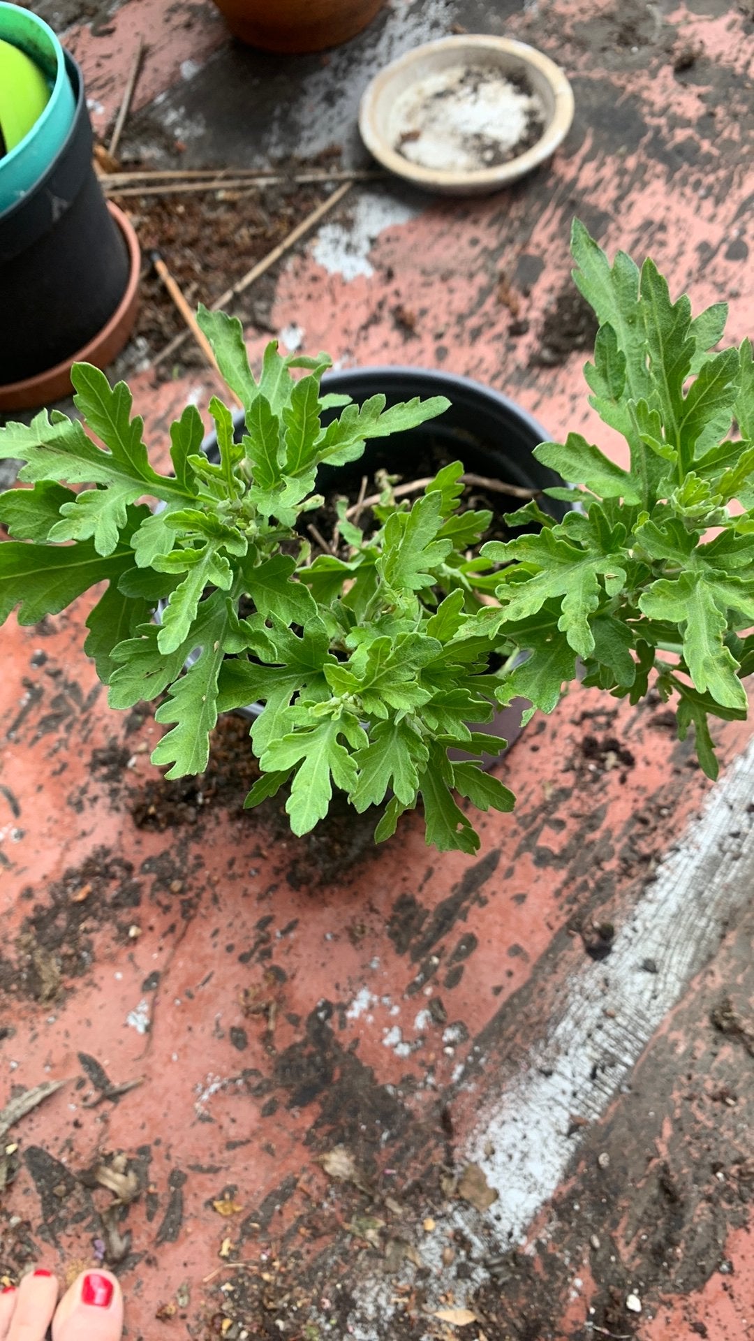chrysant (Chrysanthemum coronarium), Shungiku of Tong-Ho, Enlèvement