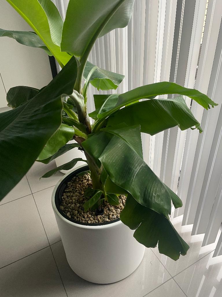 Bananenplant, Ophalen, 100 tot 150 cm, Overige soorten, In pot