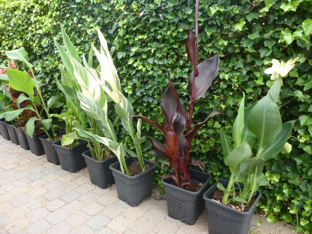 Canna's in 17 variëteiten, Tuin en Terras, Volle zon, Vaste plant, Zomer, Ophalen