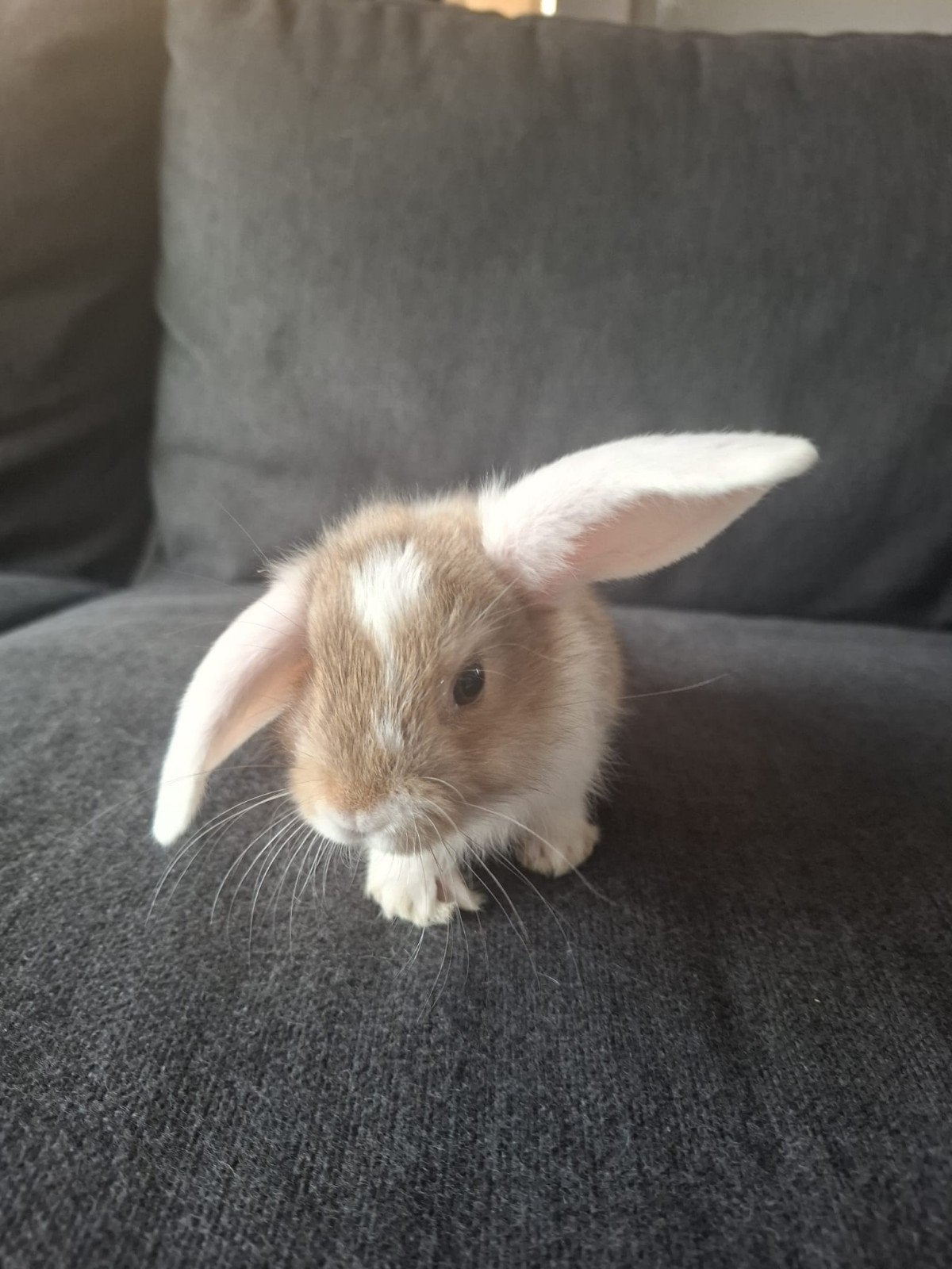 hangoor konijntjes., Dieren en Toebehoren, Konijnen, Hangoor
