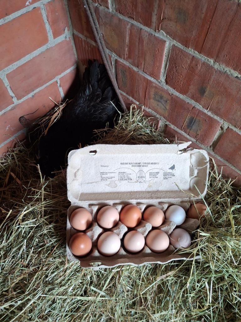 Verse eieren 2.50€/ doos, Dieren en Toebehoren, Kip