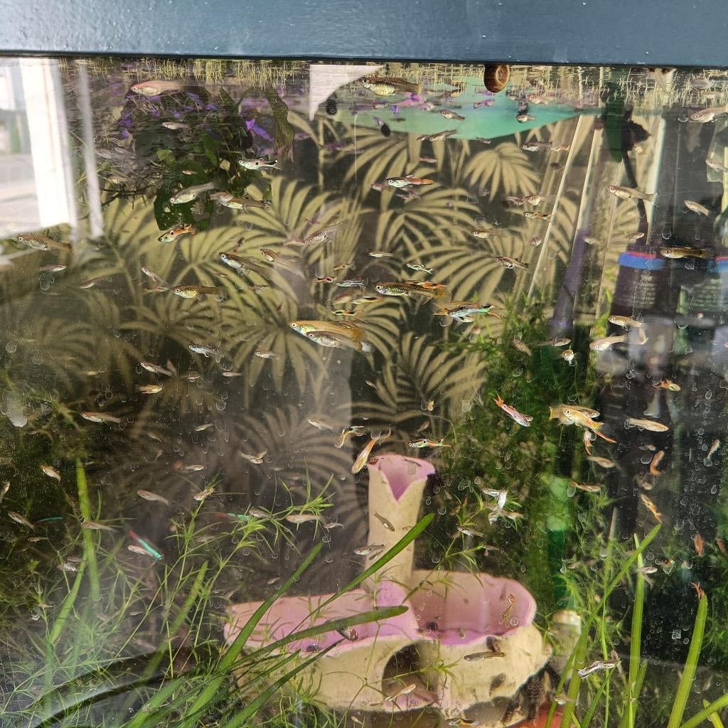 12 stuks endler gup, Poisson, Poisson d'eau douce