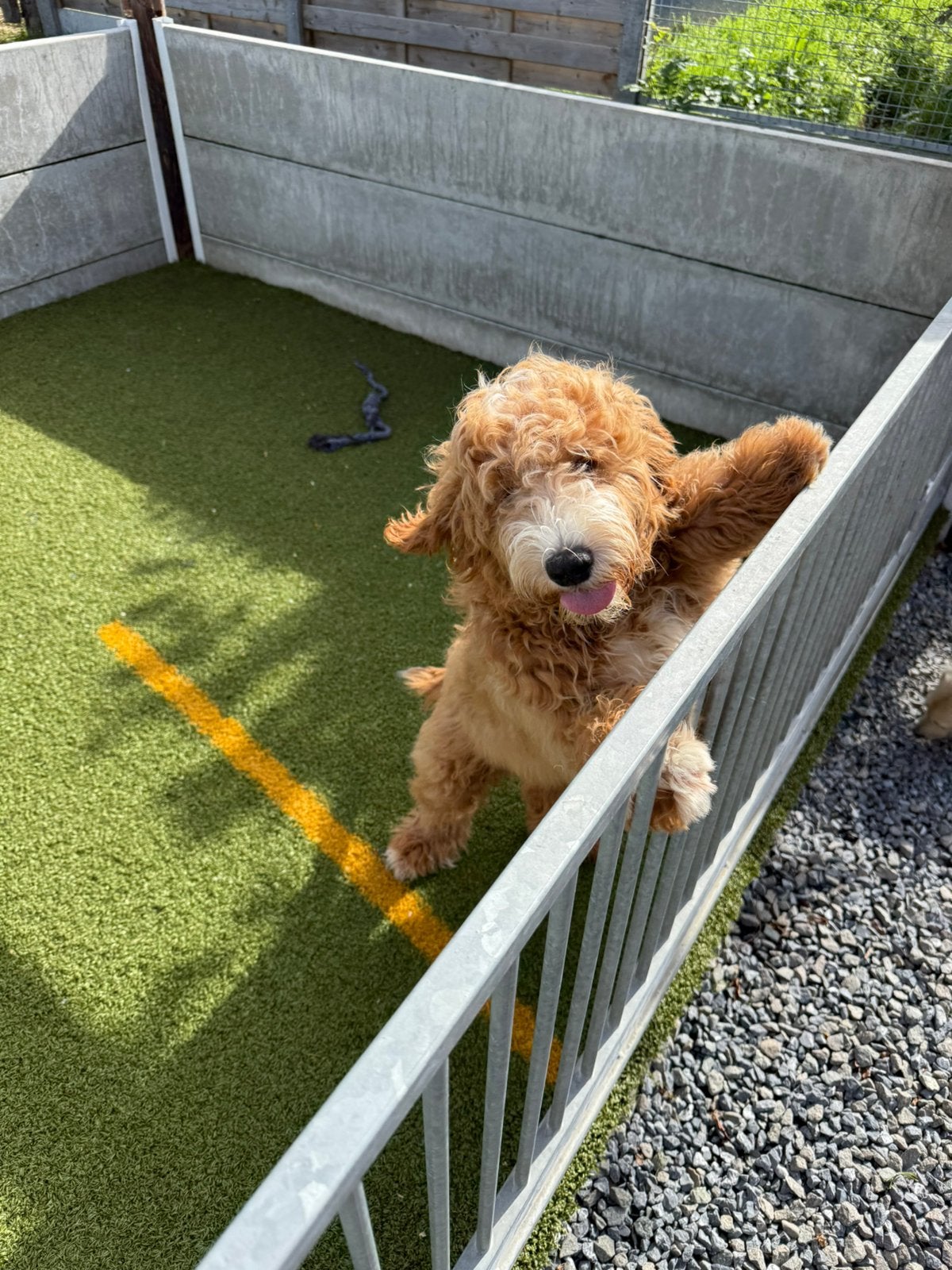 Speelse mini/medium labradoodle pups, België, 15 weken tot 1 jaar, CDV (hondenziekte), Meerdere