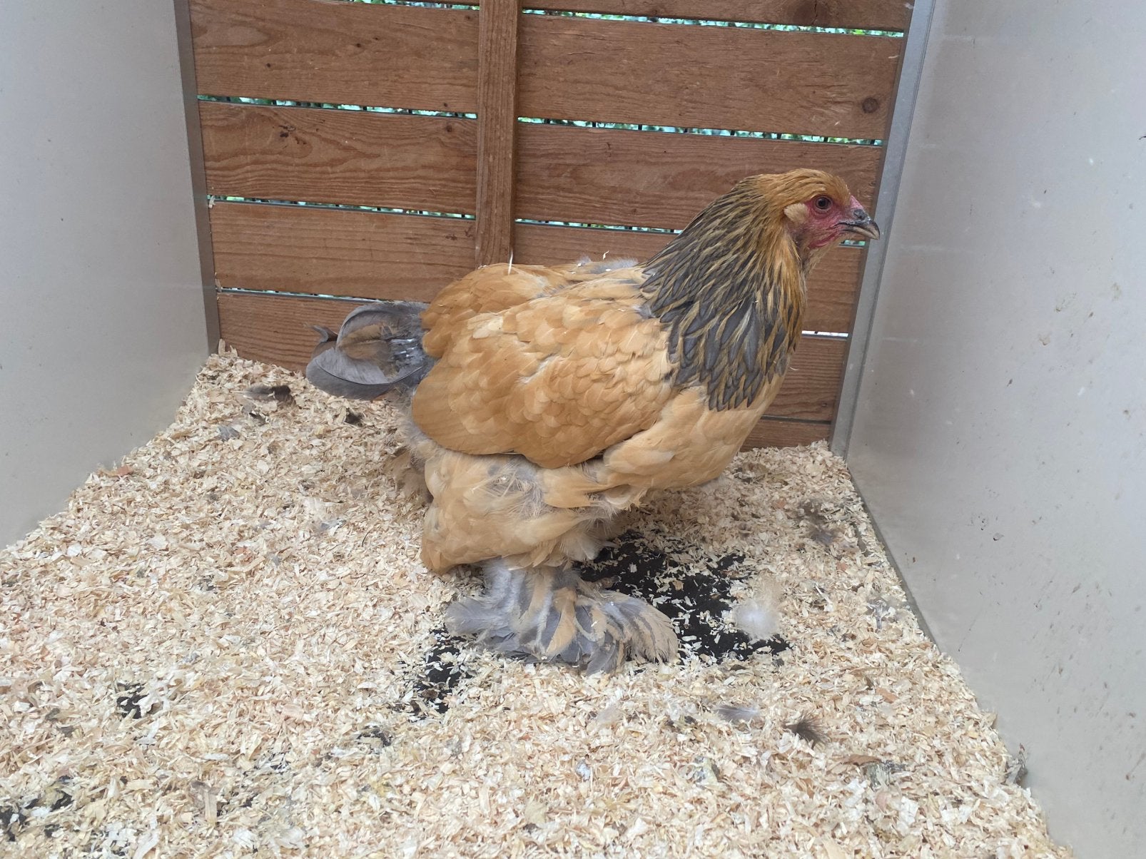 2 brahma buff blauw columbia hennen, Dieren en Toebehoren, Pluimvee