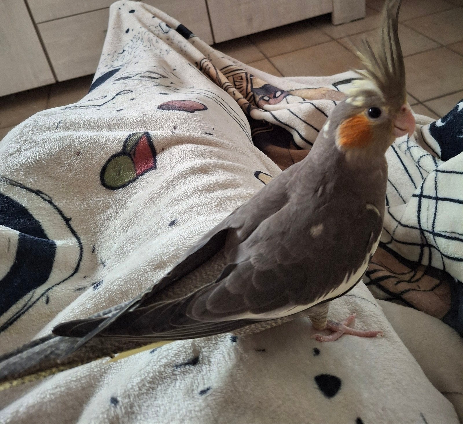 Valkparkiet klaar voor adoptie zeerTam, Dieren en Toebehoren, Tam