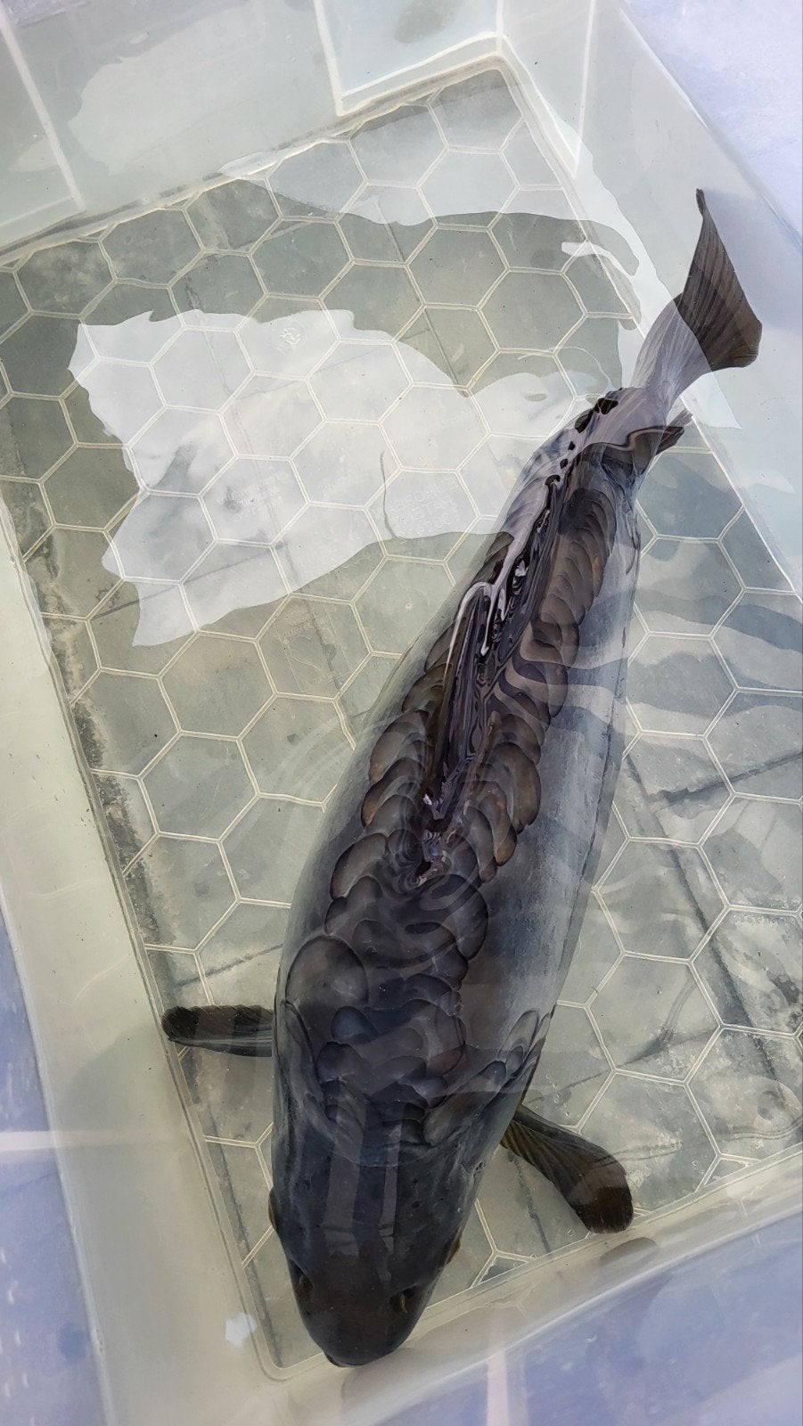 Spiegelkarper 2kg, Dieren en Toebehoren, Vissen | Vijvervissen, Karper of Koi