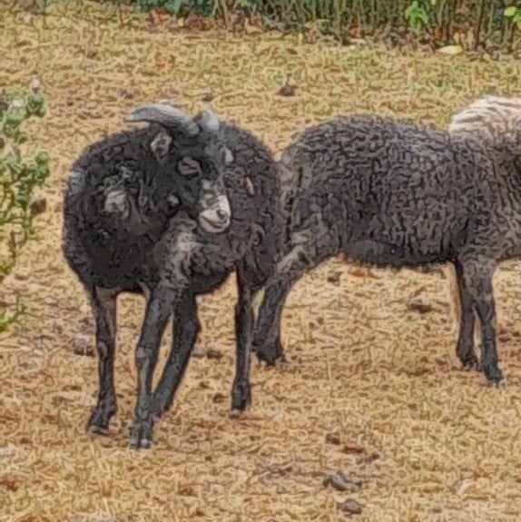 Ouessant ram, Dieren en Toebehoren, Schapen, Geiten en Varkens, Mannelijk, Schaap, 0 tot 2 jaar