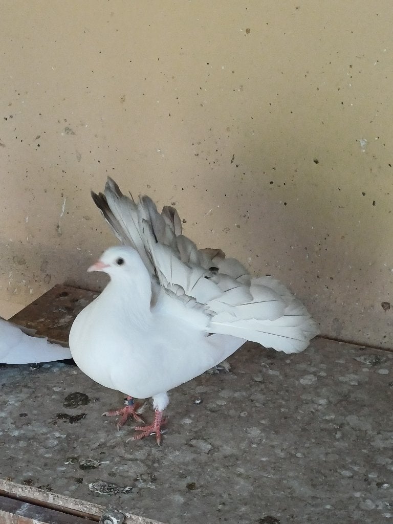 Pauwstaart duiven 2026, Dieren en Toebehoren, Vogels | Duiven, Meerdere dieren, Overige soorten