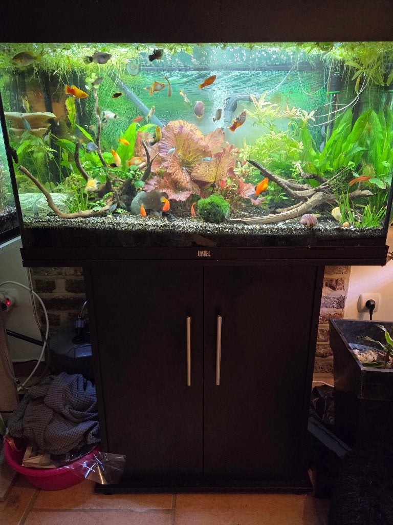 Juwel rio 125 met visbestand  MOET WEG!, Ophalen, Inclusief vissen, Juwel, Gevuld zoetwateraquarium
