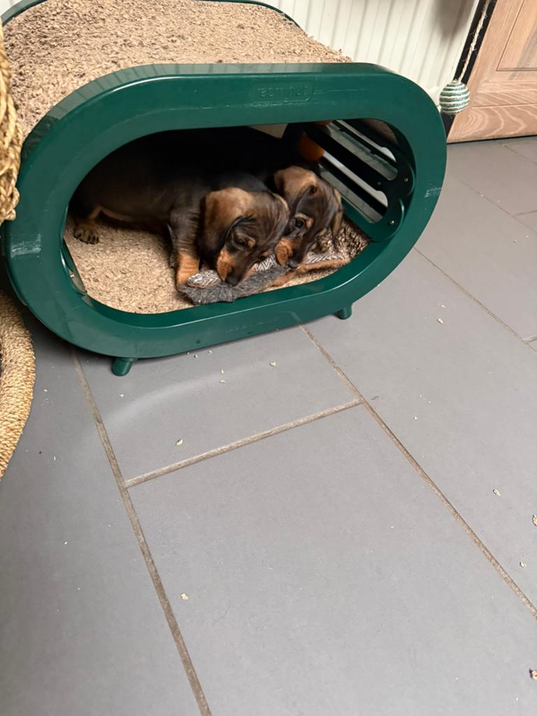 Teckeltjes die in een huiselijke kring zijn opgevoed., Dieren en Toebehoren, Honden | Teckels en Dashonden, België, Standaard