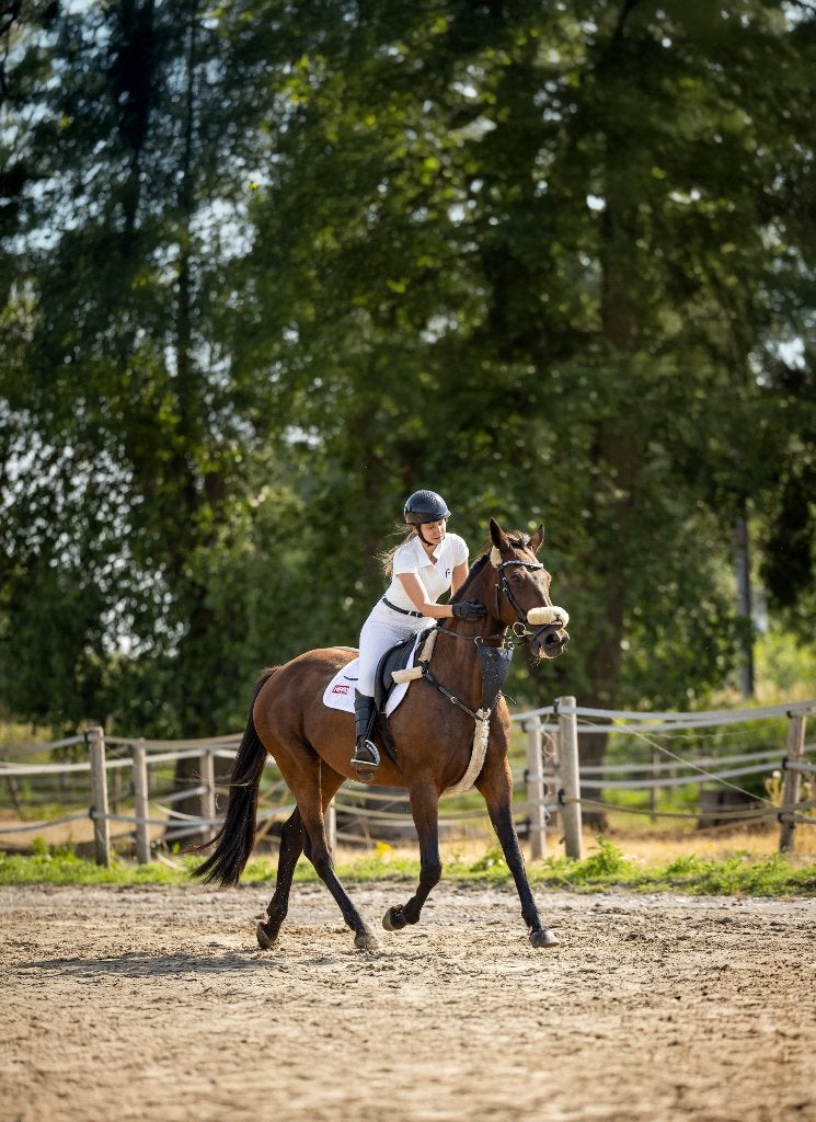 paard te koop, Dieren en Toebehoren, Ruin, 11 jaar of ouder, Met stamboom, B