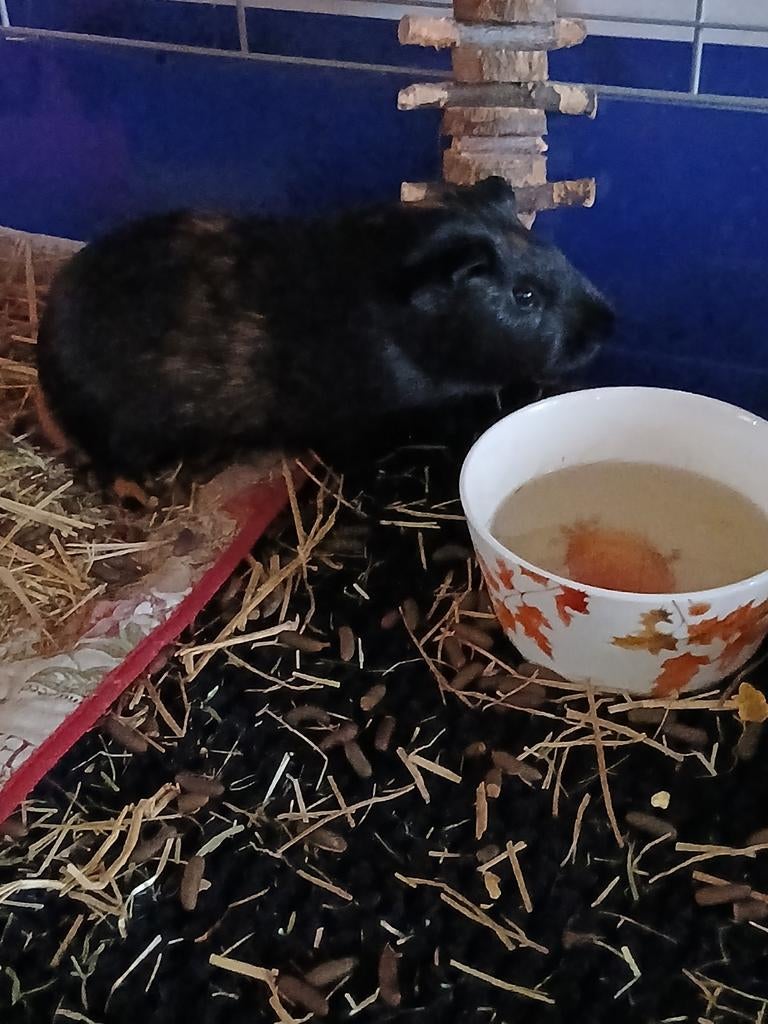 Cavia beertjes, Dieren en Toebehoren, Knaagdieren, Cavia, April, Mannelijk, Tam