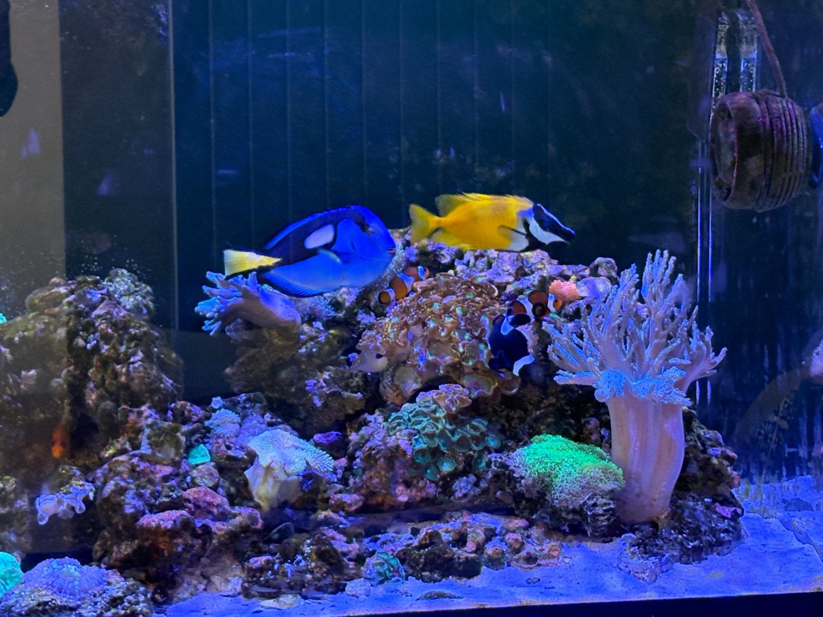 Complete Red Sea Reefer 350 - techniek, koralen & vissen, Dieren en Toebehoren