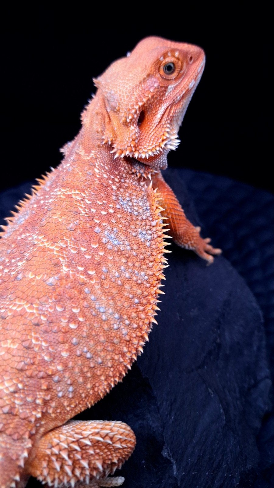 Aanbieding !! 50% Red Monster man Baardagaam, Dieren en Toebehoren, Reptielen en Amfibieën, Hagedis, 0 tot 2 jaar