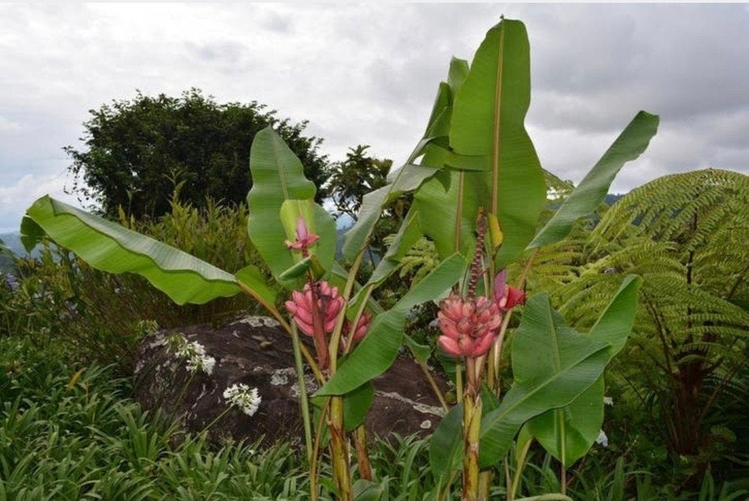 Diverse soorten bananenplanten, grote maten, Ophalen