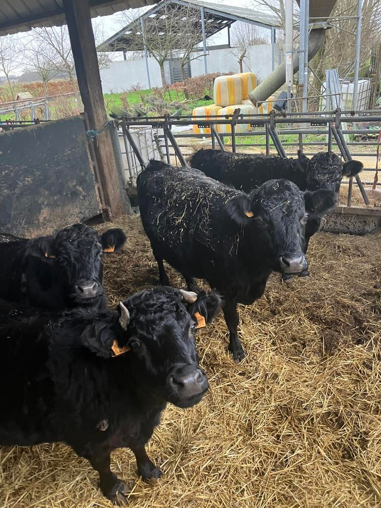4 dexters te koop, Dieren en Toebehoren, Runderen