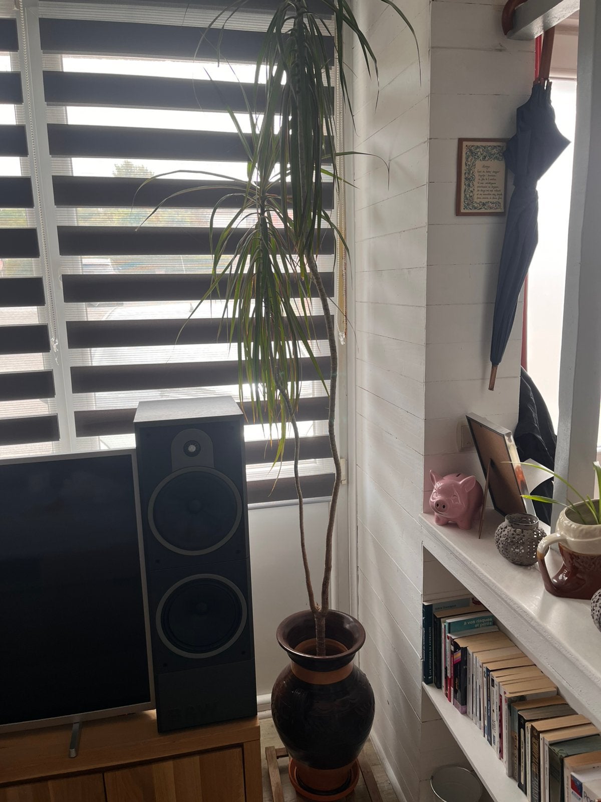 Dracaena + pot en terre cuite, Ophalen, Zo goed als nieuw