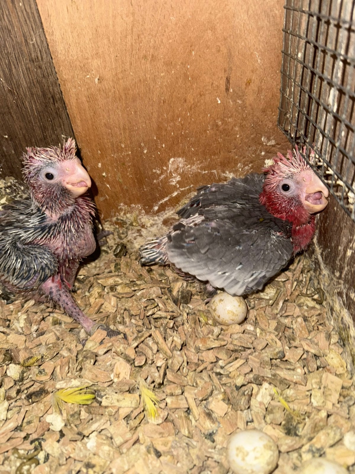 Rosé Kaketoe, Dieren en Toebehoren, Vogels | Parkieten en Papegaaien, Meerdere dieren, Papegaai, Geringd