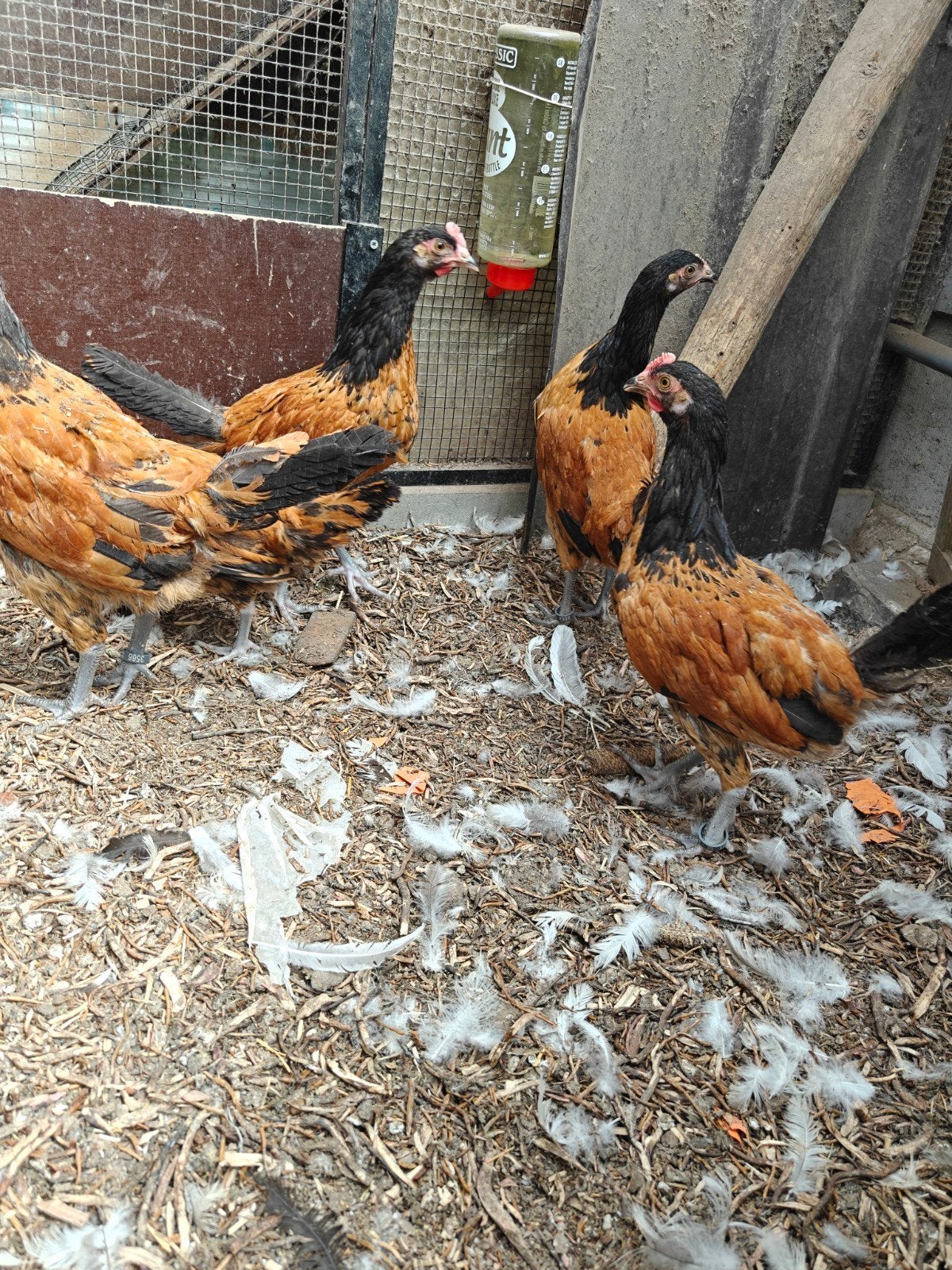 Vorwerk hanen, Dieren en Toebehoren, Mannelijk, Kip