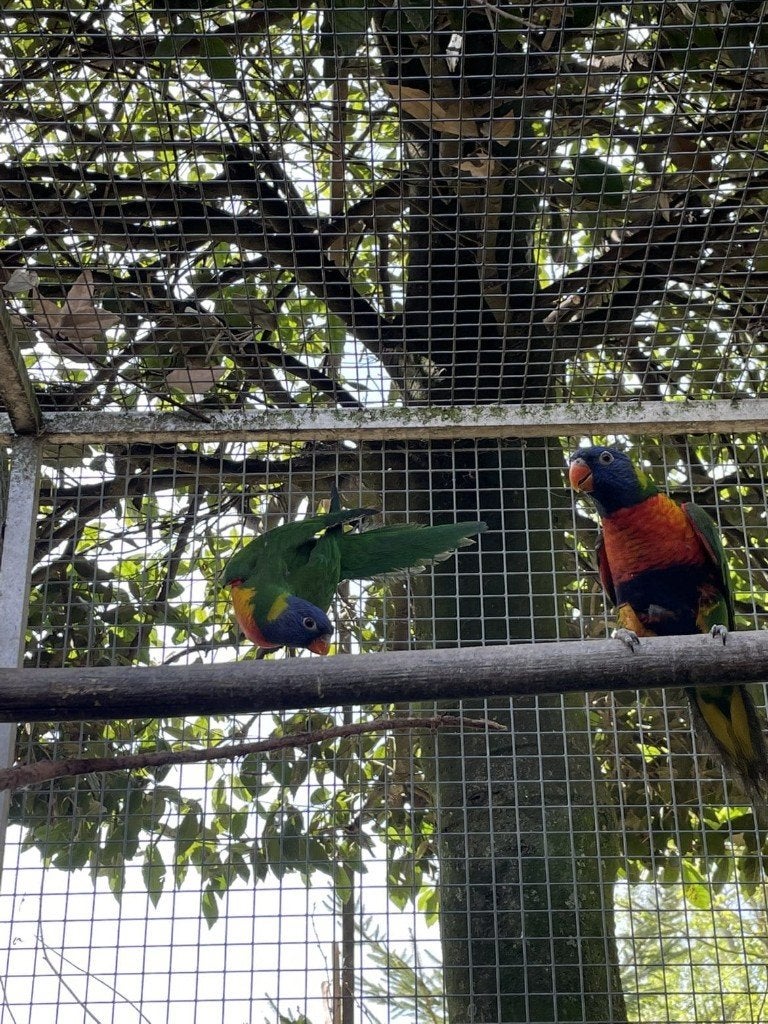 parkiet, Plusieurs animaux, Perruche, Bagué