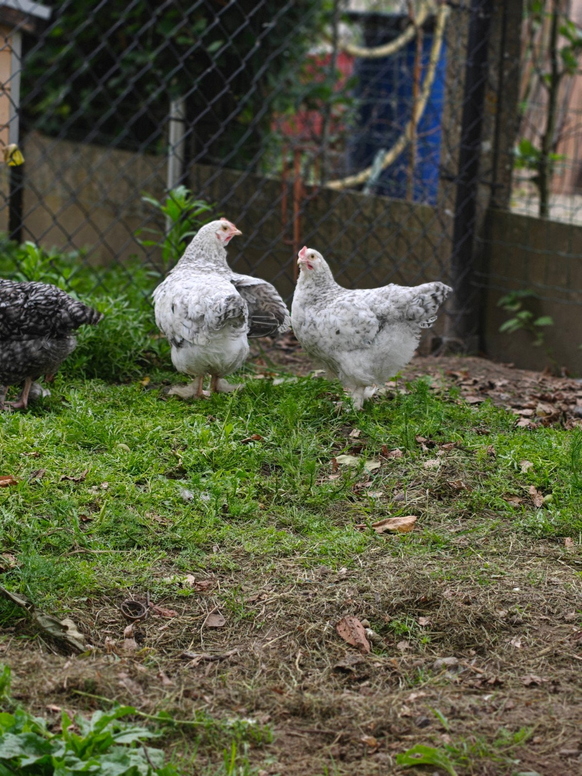 Mechelse koekoek, Dieren en Toebehoren